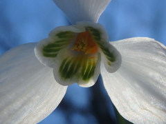 Galanthus alpinus