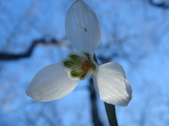 Galanthus alpinus