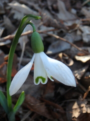 Galanthus alpinus