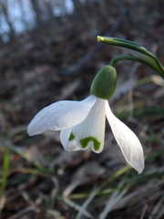 Galanthus alpinus