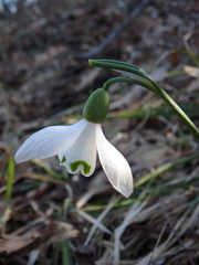 Galanthus alpinus