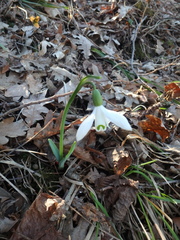 Galanthus alpinus
