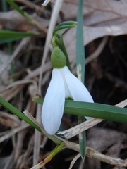 Galanthus alpinus
