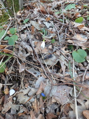 Galanthus alpinus