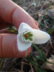 Galanthus alpinus