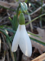 Galanthus alpinus
