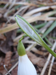 Galanthus alpinus