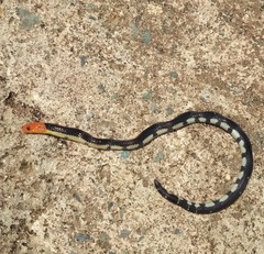 Calamaria lumbricoidea