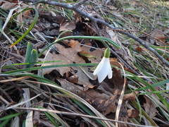 Galanthus alpinus