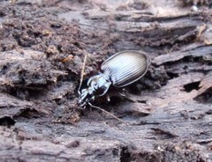 Limodromus