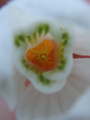 Galanthus alpinus