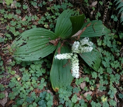 Veratrum fimbriatum