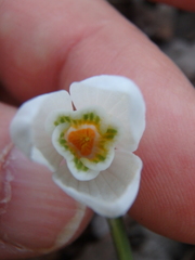 Galanthus alpinus