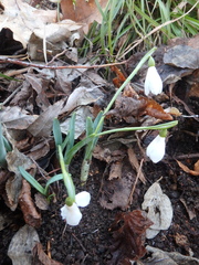 Galanthus alpinus