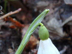 Galanthus alpinus