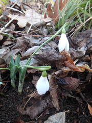 Galanthus alpinus