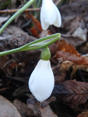 Galanthus alpinus