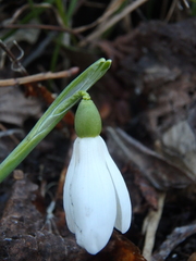 Galanthus alpinus