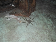 Heteropoda venatoria