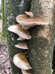 Fungi