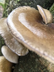 Fungi