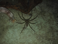 Heteropoda venatoria