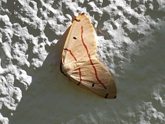 Phoenicocampa rubrifasciata