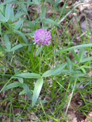 Trifolium alpestre