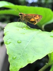 Oriens paragola