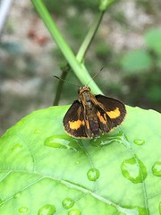 Oriens paragola