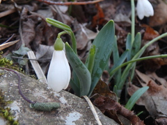Galanthus alpinus
