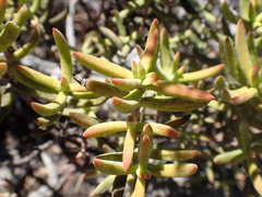Crassula mollis