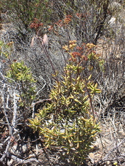 Crassula mollis