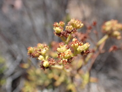 Crassula mollis