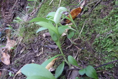 Pterostylis areolata