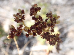 Crassula mollis