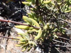 Crassula mollis