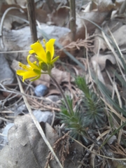 Draba cuspidata