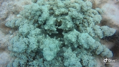 Actinodendron alcyonoideum