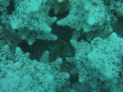 Actinodendron alcyonoideum