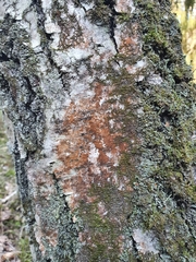 Trentepohlia umbrina