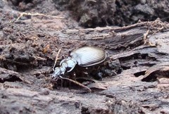 Limodromus