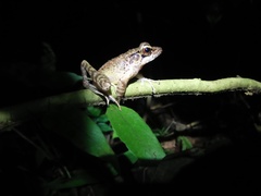 Wijayarana