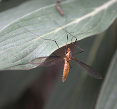 Leptotarsus igniceps