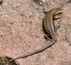 Trachylepis varia