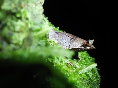 Megophrys montana