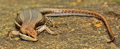 Trachylepis varia