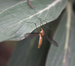 Leptotarsus igniceps