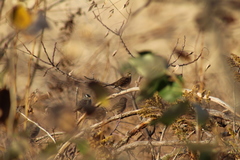 Zonotrichia atricapilla