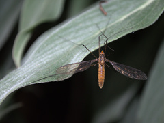 Leptotarsus igniceps